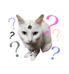 とりあえずうちのネコ（個別スタンプ：1）