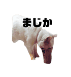 とりあえずうちのネコ（個別スタンプ：5）