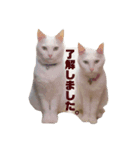 とりあえずうちのネコ（個別スタンプ：8）