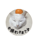 とりあえずうちのネコ（個別スタンプ：10）