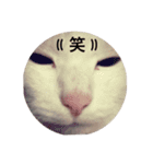 とりあえずうちのネコ（個別スタンプ：11）