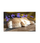 うさぎのぴーすけスタンプ（個別スタンプ：6）