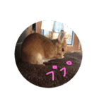 うさぎのぴーすけスタンプ（個別スタンプ：8）