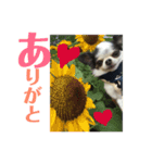 チワワのリク（個別スタンプ：1）