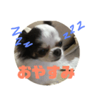 チワワのリク（個別スタンプ：2）