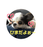 チワワのリク（個別スタンプ：8）