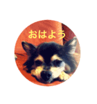 チッチくん（個別スタンプ：1）