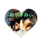 チッチくん（個別スタンプ：2）