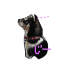 柴犬マロ（個別スタンプ：1）