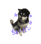 柴犬マロ（個別スタンプ：2）