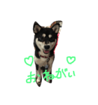 柴犬マロ（個別スタンプ：3）