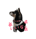 柴犬マロ（個別スタンプ：4）