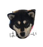 柴犬マロ（個別スタンプ：6）
