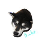柴犬マロ（個別スタンプ：7）