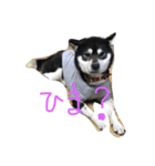 柴犬マロ（個別スタンプ：8）