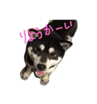 柴犬マロ（個別スタンプ：10）