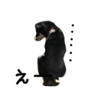 柴犬マロ（個別スタンプ：11）
