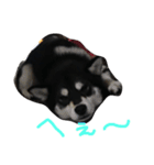 柴犬マロ（個別スタンプ：12）