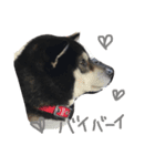 柴犬マロ（個別スタンプ：13）