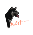 柴犬マロ（個別スタンプ：14）