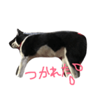柴犬マロ（個別スタンプ：15）