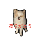 天才ポメラニアンのポメ吉（個別スタンプ：2）