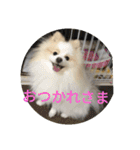 天才ポメラニアンのポメ吉（個別スタンプ：7）