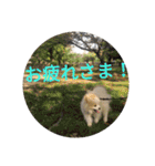 天才ポメラニアンのポメ吉（個別スタンプ：12）