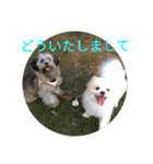天才ポメラニアンのポメ吉（個別スタンプ：13）