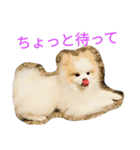 天才ポメラニアンのポメ吉（個別スタンプ：15）