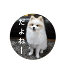 天才ポメラニアンのポメ吉（個別スタンプ：17）