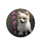天才ポメラニアンのポメ吉（個別スタンプ：21）