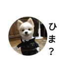 天才ポメラニアンのポメ吉（個別スタンプ：27）