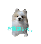 天才ポメラニアンのポメ吉（個別スタンプ：33）
