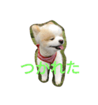 天才ポメラニアンのポメ吉（個別スタンプ：37）