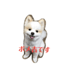 天才ポメラニアンのポメ吉（個別スタンプ：39）