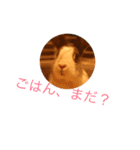 うさぎといんこ（個別スタンプ：1）