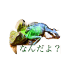 我が家の爬虫類スタンプ！（個別スタンプ：1）