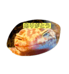 我が家の爬虫類スタンプ！（個別スタンプ：4）