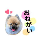 クランベリーたろう 1（個別スタンプ：2）