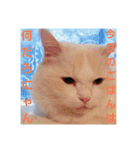 雪の王子（個別スタンプ：3）