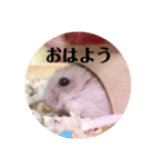 ジャンガリアンハムスターの姫ちゃん（個別スタンプ：1）