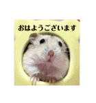 ジャンガリアンハムスターの姫ちゃん（個別スタンプ：2）