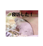ジャンガリアンハムスターの姫ちゃん（個別スタンプ：3）