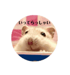ジャンガリアンハムスターの姫ちゃん（個別スタンプ：4）