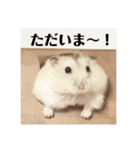 ジャンガリアンハムスターの姫ちゃん（個別スタンプ：5）