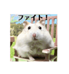 ジャンガリアンハムスターの姫ちゃん（個別スタンプ：6）