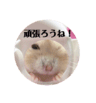 ジャンガリアンハムスターの姫ちゃん（個別スタンプ：7）
