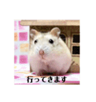 ジャンガリアンハムスターの姫ちゃん（個別スタンプ：10）