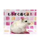 ジャンガリアンハムスターの姫ちゃん（個別スタンプ：11）